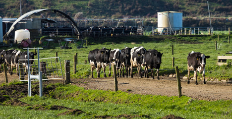 Finished Milking