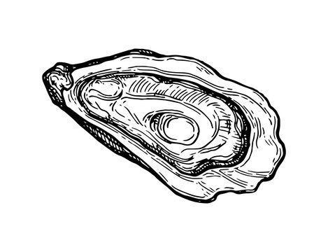 Oyster ink sketch.