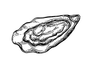 Oyster ink sketch.