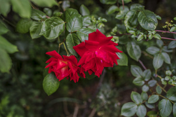雨の日の赤い薔薇
