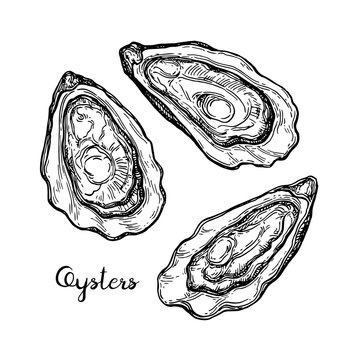 Oysters ink sketch.