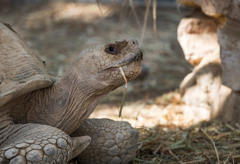Aldabra giant tortoise (Aldabrachelys gigantea) at Beer-Sheva Zoo. Israel