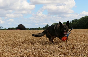 belgischer Schäferhund hat ganz viel Spaß auf einem Stoppelfeld