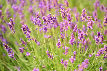 lavender flowers background