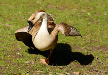 brown goose and green grass