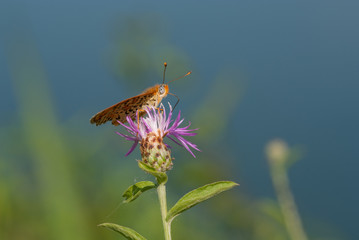 Farfalla su un fiore