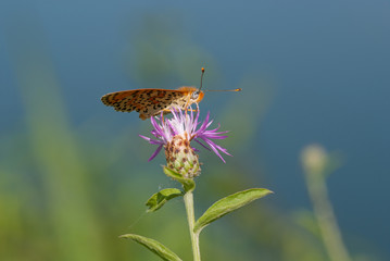 Farfalla su un fiore