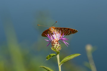 Farfalla su un fiore