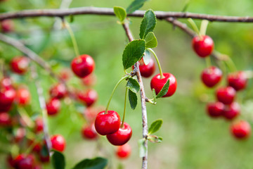 Red Cherries on Branches