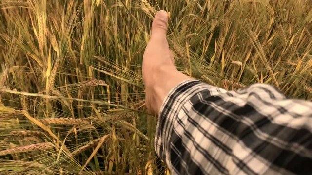 Farmer touching wheat with right hand. Hand sliding from right to left over grain.