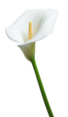 beautiful calla flowers isolated on white background