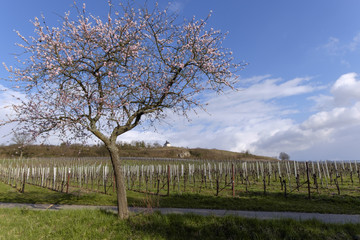 Fototapeta na wymiar Blühender Mandelbaum (Prunus dulcis) vor der Kleinen Kalmit