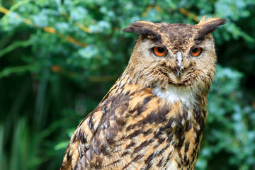 Eurasian Eagle-Owl