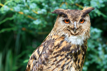 Eurasian Eagle-Owl