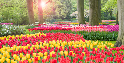 Colorful tulips landscape in botanical garden Keukenhof, the Netherlands.