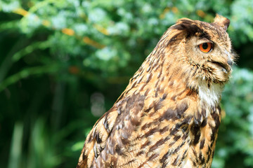 Eurasian Eagle-Owl