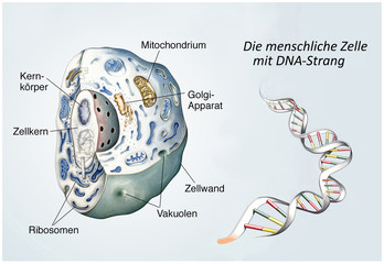 menschliche Zelle mit DNA