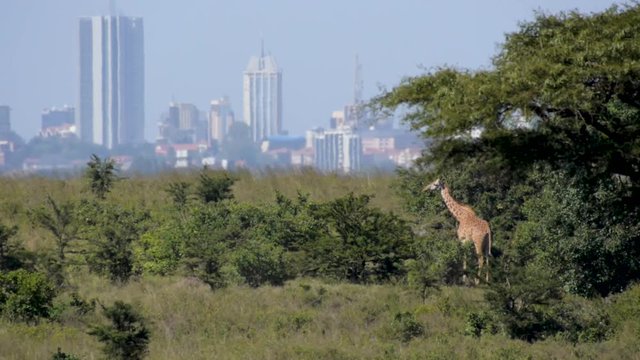 Masai Giraffe in Nairobi National Park