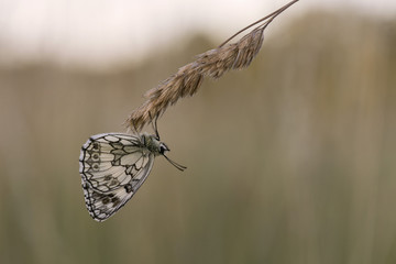 Polowiec szachownica © arek0michalak