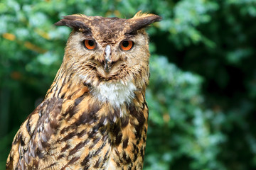 Eurasian Eagle-Owl
