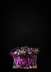 lila kresse vor schwarzem hintergrund von vorne fotografiert nahaufnahme mit freiraum für text