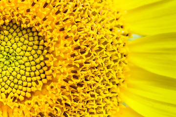 Fresh sunflower close-up detailing the sunflower disk and the ray and tiny disk flowers (or florets) which compose the disk.