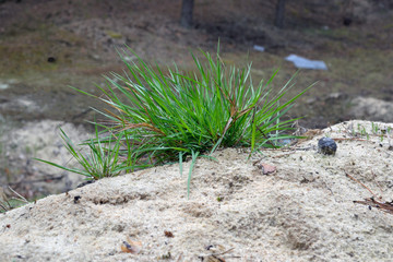 A bunch of green grass