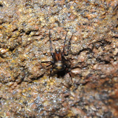 Höhlenradnetzspinne oder Höhlenkreuzspinne, Meta menardi, an der Decke eines alten Bergwerks-Stollens