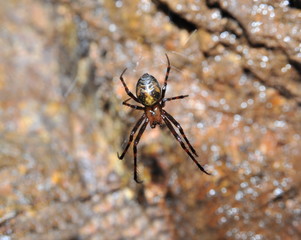 Höhlenradnetzspinne oder Höhlenkreuzspinne, Meta menardi, an der Decke eines alten Bergwerks-Stollens