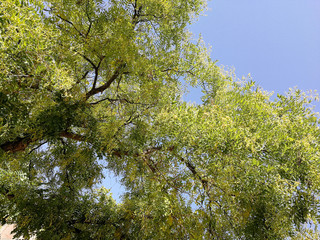Splendid tree and bright blue sky