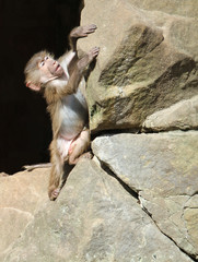 Baby baboon monkey (Pavian, genus Papio) trying to climb a rock and find his balance. The monkey hands are grabbing the stone and feet on different levels.