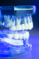 Dental teeth clinical model