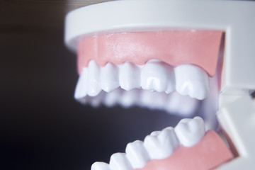 Dental teeth model