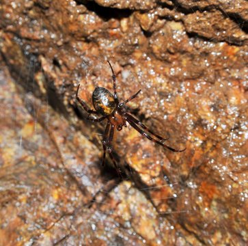 Höhlenradnetzspinne oder Höhlenkreuzspinne, Meta menardi, an der Decke eines alten Bergwerks-Stollens