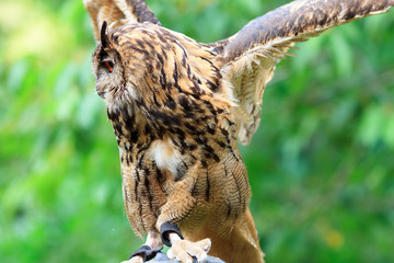 Eurasian Eagle-Owl