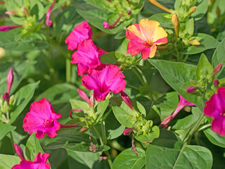 Wunderblume, Mirabilis jalapa