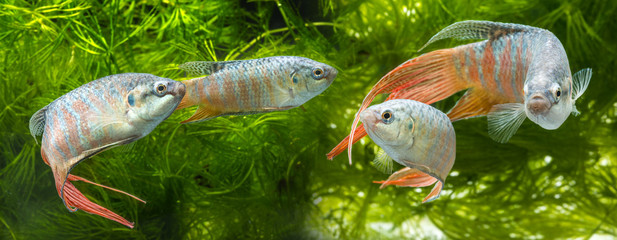 Macropodus opercularis - Paradise fish, Forktail fightingfish - aquarium fish