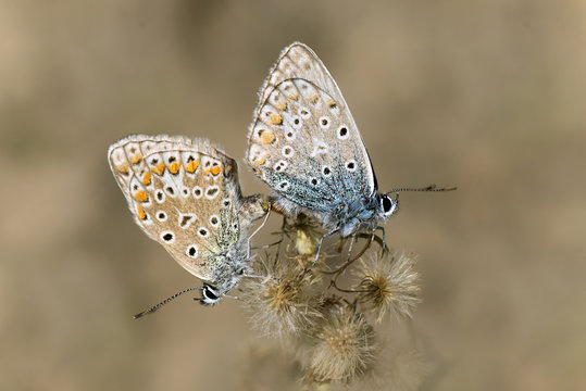 Motyl, modraszek ikar