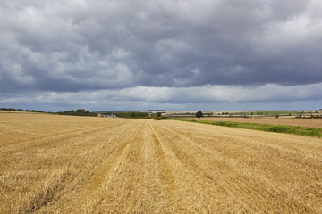 Fototapeta premium harvested field and scenery
