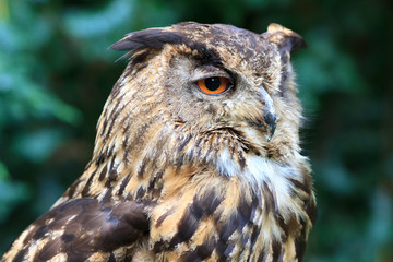 Eurasian Eagle-Owl