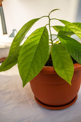 Beautiful Tree avocado