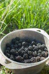 Blackberries from the garden