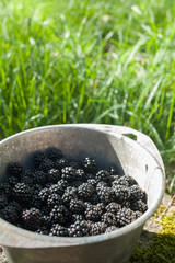 Blackberries from the garden