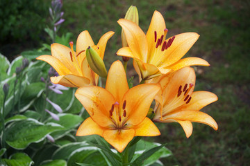 A group of flowers of a yellow-orange lily against a background of green foliage 