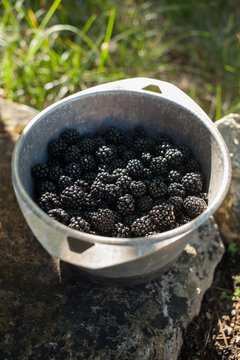 Blackberries from the garden