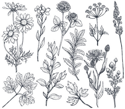 Hand drawn flowers and herbs vector set