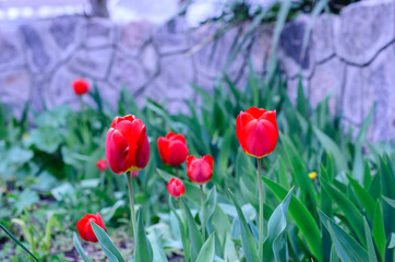 Red tulip on a flowerbed in garden