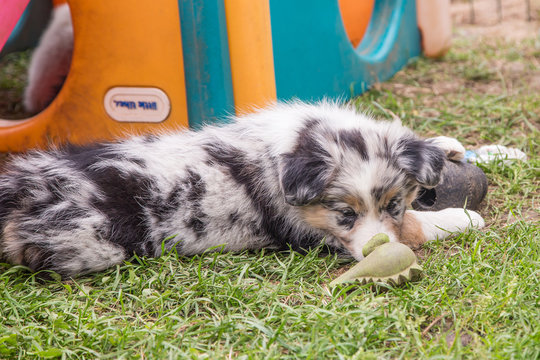 Border collie