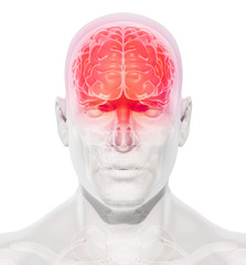 Human Internal Organic - Brain.