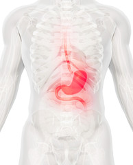 3D illustration of Stomach.